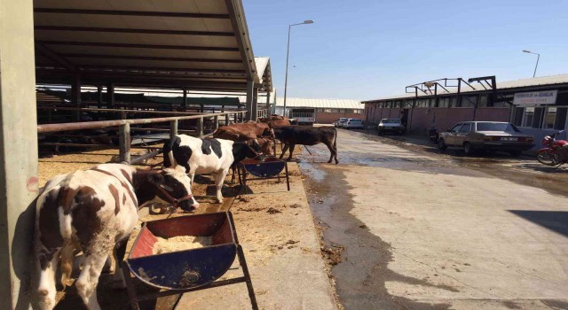 Kurban satış ve kesim alanları belirlendi