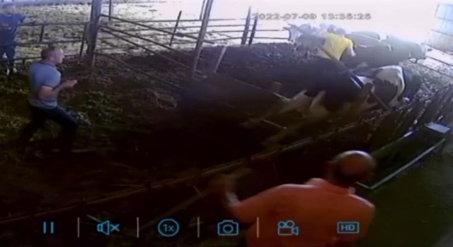 Kurbanlık dananın ortalığı birbirine kattığı anlar kamerada