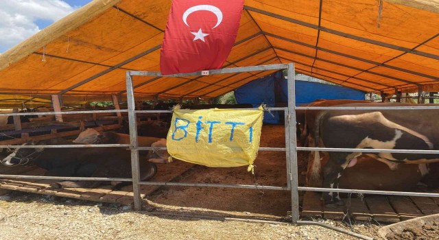 Kurbanlıkların büyük bölümü satıldı, satıcılar çadırlara ‘ Bitti yazısı astı