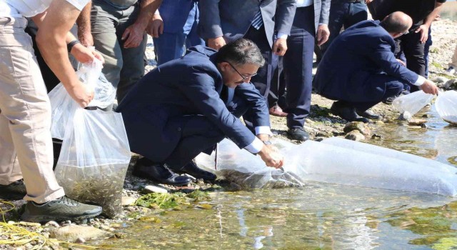 Kütahyada 1 milyon yavru sazan balığı suya kavuştu