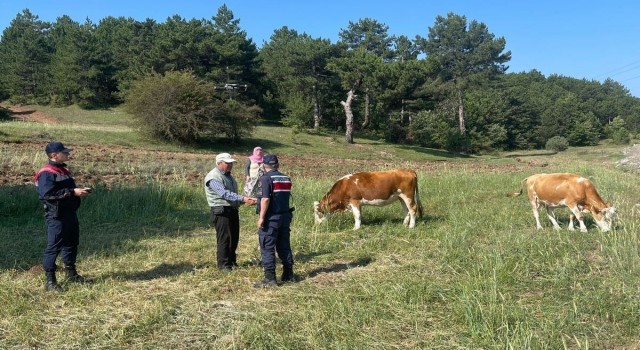 Kütahyada kayıp büyükbaş hayvanlar dronla bulundu