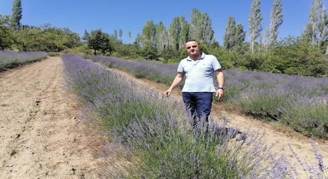 Kütahyada kıraç araziler lavanta kokacak