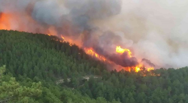 Kütahyada orman yangını çıktı