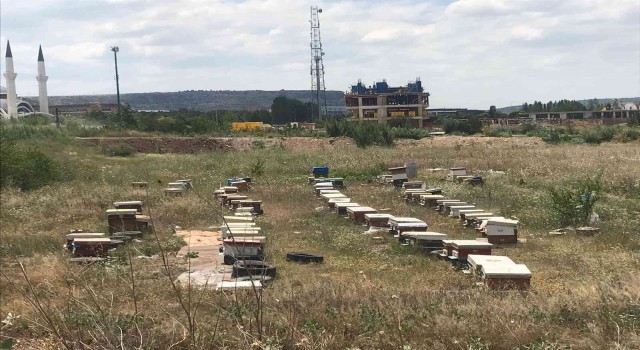 Mahallede ortasına konulan onlarca arı kovanı görenleri şaşırttı