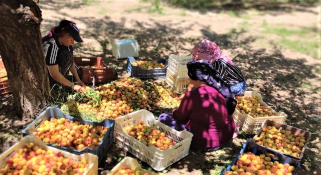 Malatyada kayısı hasadı başladı