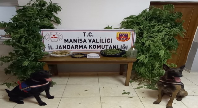 Manisada narkotik köpek timi eşliğinde kenevir operasyonu