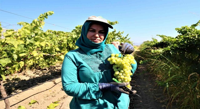 Manisada üzüm hasadı başlıyor