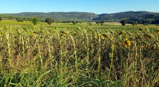Marmarada tırtıl istilası