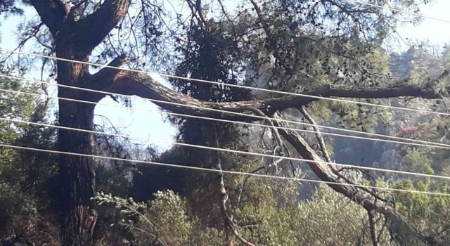 Marmariste orman yangınının çıkış sebebi belli oldu