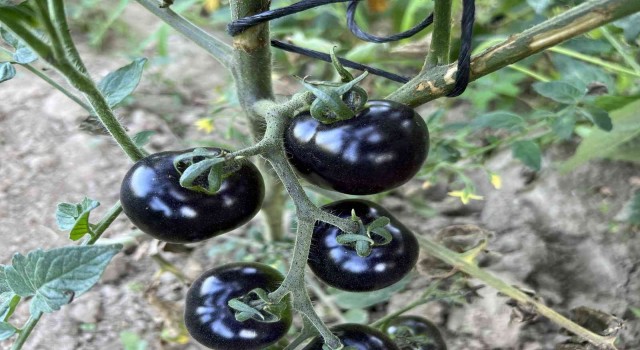 Meksikadaki arkadaşı ilham verdi, siyah domates görenleri şaşkına çeviriyor