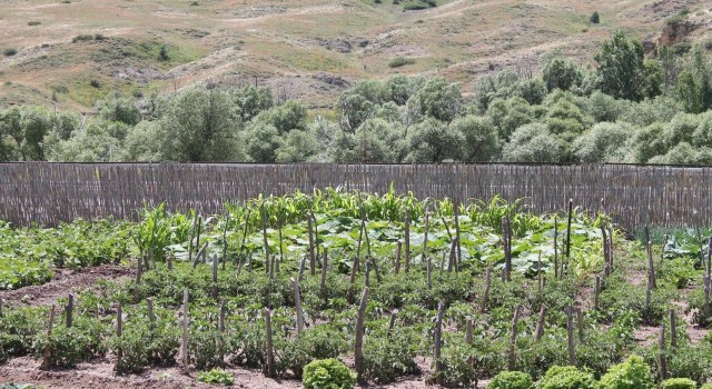 Memleketine dönen gurbetçi ata topraklarına 500 adet meyve ağacı dikti
