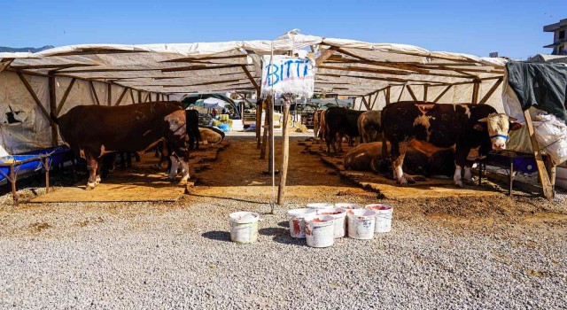 Menemende Kurban Bayramı hazırlığı