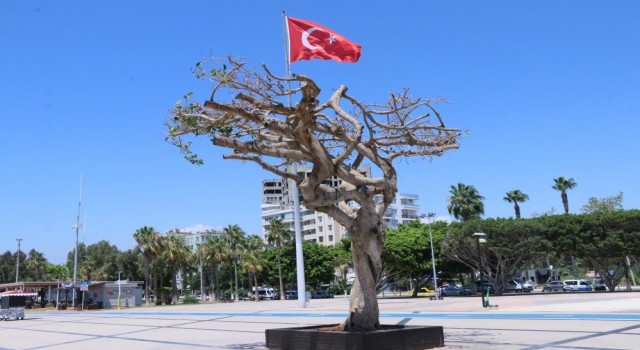 Mersin Büyükşehir Belediyesinden ağaç açıklaması