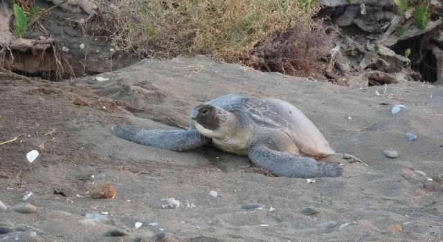 Mersinde 4 bine yakın caretta caretta yuvası tespit edildi