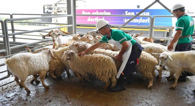 Mersinde şehitler için kurban kesildi