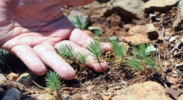 Muğla büyük orman yangınının 1inci yılı