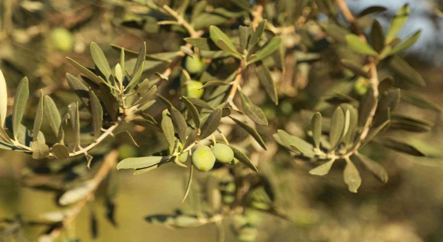 Muğla Büyükşehir Belediyesinden zeytin üreticisine destek
