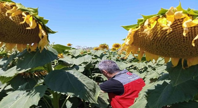 Muğladaki çalışmalarda çayır tırtılına rastlanmadı