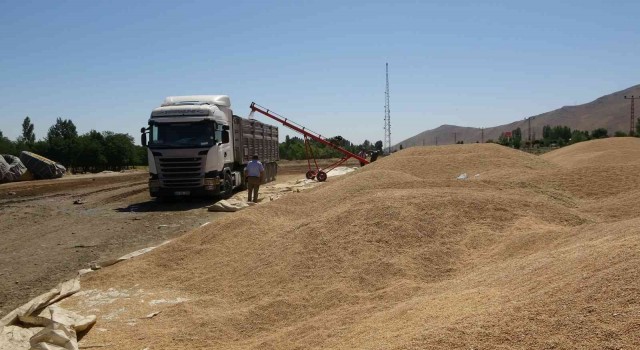 Muşta hasadı yapılan buğdayların satışına başlandı