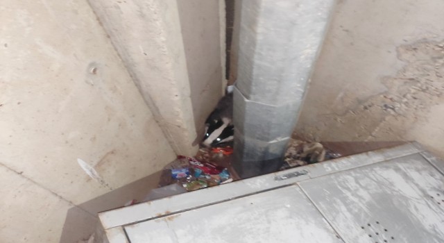 Nesli tükenme tehlikesindeki porsuk Adıyamanda görüldü