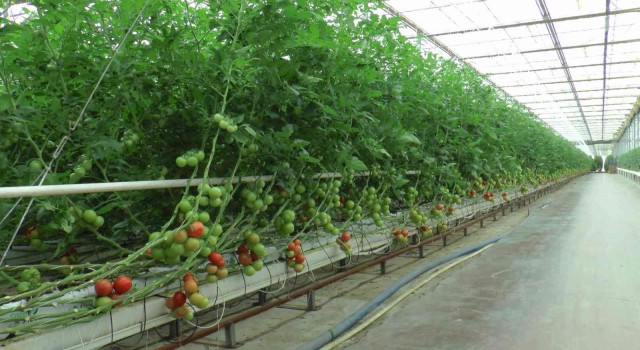 Nevşehirden Ukraynaya domates ihracatı