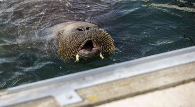 Norveçte 600 kilogramlık deniz aygırı deniz botunda güneşlendi