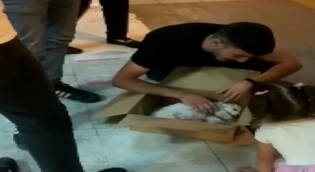 Ölen köpeğinin başında dakikalarca gözyaşı döktü