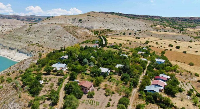 Ömrünü ağaçlara adadı, 38 yılda köyün çehresini değiştirerek 30 bin ağaç dikti