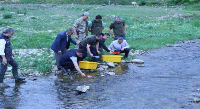 Ordunun derelerine 50 bin adet alabalık bırakıldı