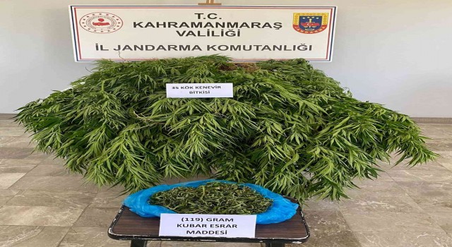 Orman arazisinde kenevir yetiştirirken yakalandı