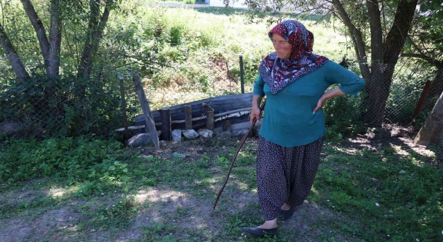 Ormana bırakılan köpeklerin saldırdığı koyunlar telef oldu