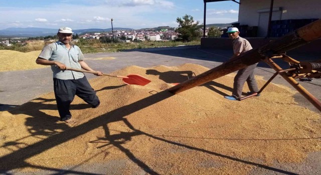 Osmanelide buğday hasadı başladı