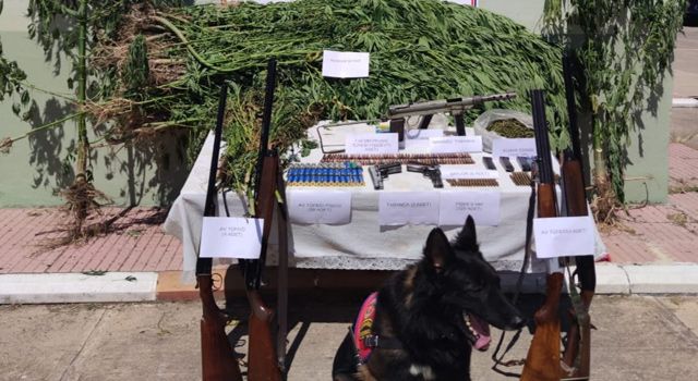 Osmaniye’de 305 kök kenevir bitkisi ile 7 ruhsatsız silah ele geçirildi