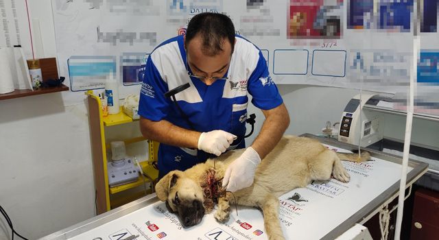 Osmaniye'de Boynuna inşaat teli bağlanarak ölüme tek edilen sokak köpeği kurtarıldı