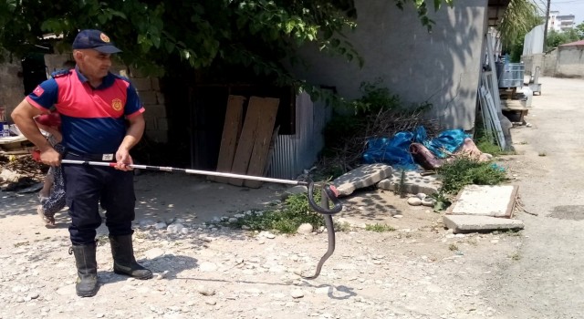 Osmaniyede eve giren yılanı itfaiye yakaladı