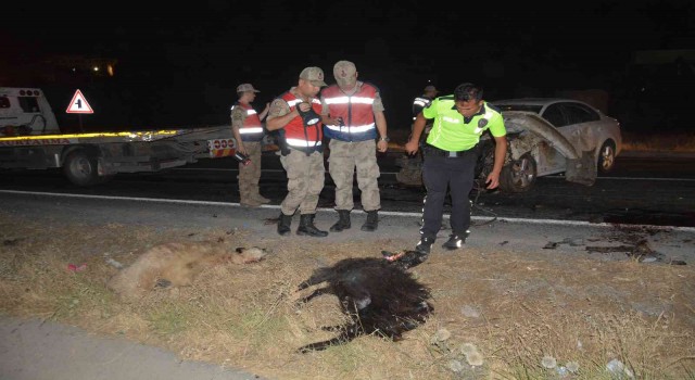 Otomobilin koyun sürüsüne dalma anı kamerada
