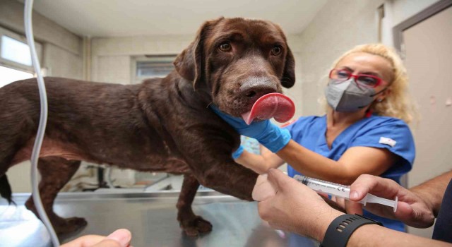 (Özel) Bursada ilk kez bir köpek, hücre kök tedavisiyle sağlığına kavuştu