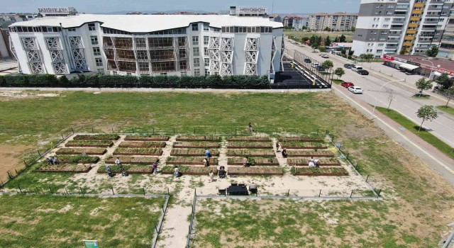 (Özel) Bursada milyonluk evlerin arasında tarımla uğraşıyorlar