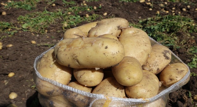 Patates 7 TLyi bulan satış fiyatıyla üreticisinin yüzünü güldürdü