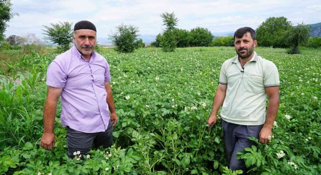 Patates üretiminde yüzde 20 artış