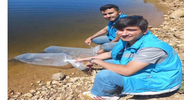 Pazarlardaki göletlere 36 bin adet pullu sazan balığı yavrusu bırakıldı