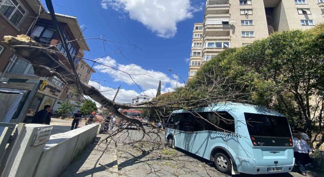 Pendikte ağaç seyir halindeki minibüsün üzerine devrildi