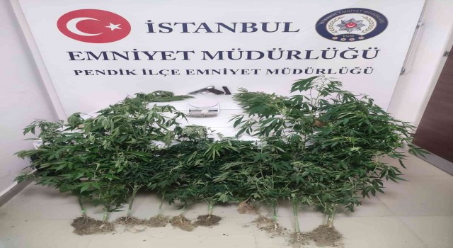 Pendikte binanın çatı katını uyuşturucu serasına çeviren kardeşler yakalandı