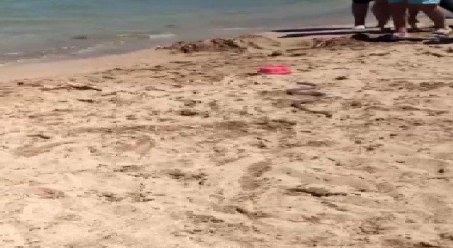 Plajda görülen yılan paniğe sebep oldu