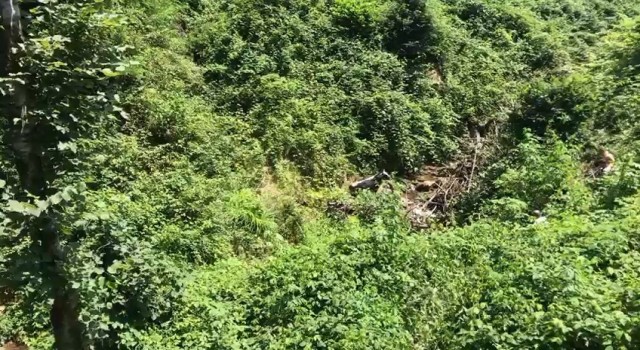 Rizede kaçan boğa sahibini hastanelik etti
