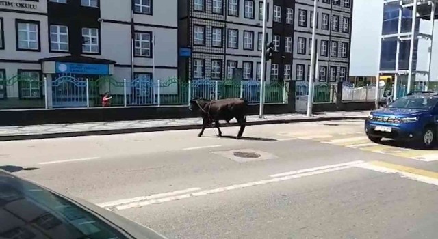 Rizede kaçan boğa sahiplerini mahalle mahalle koşturdu