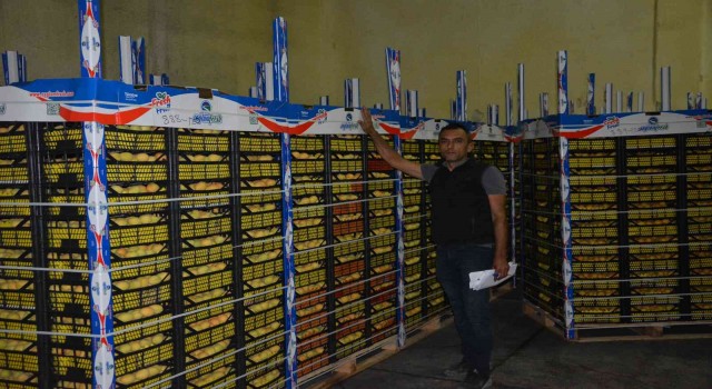 Rusya ve Ukraynaya kayısı ihracatı