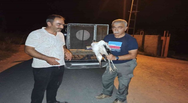 Rüzgardan etkilenen leylek tedavi altına alındı