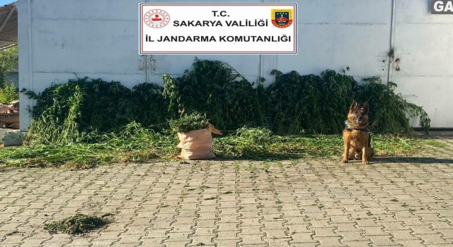 Sakaryada 10 bin 476 kök kenevir ele geçirildi: 1 gözaltı