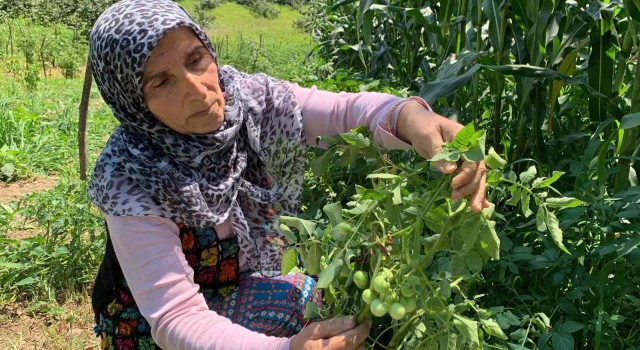 Sakaryada şaşırtan olay: Tarlalarına patates ektiler, domates çıktı